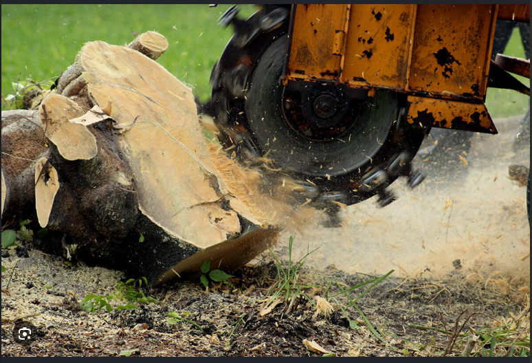 Stump grinder in action